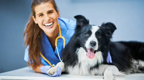 Curso de Auxiliar Clínico de Veterinaria