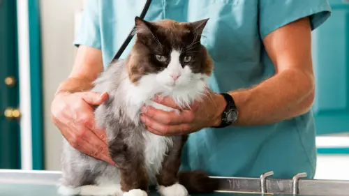 Curso de Auxiliar Clínico de Veterinaria (Presencial)