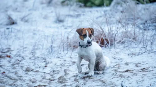 curso-online-peritaje-cinologico