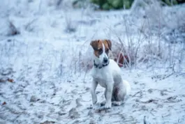 curso-online-peritaje-cinologico