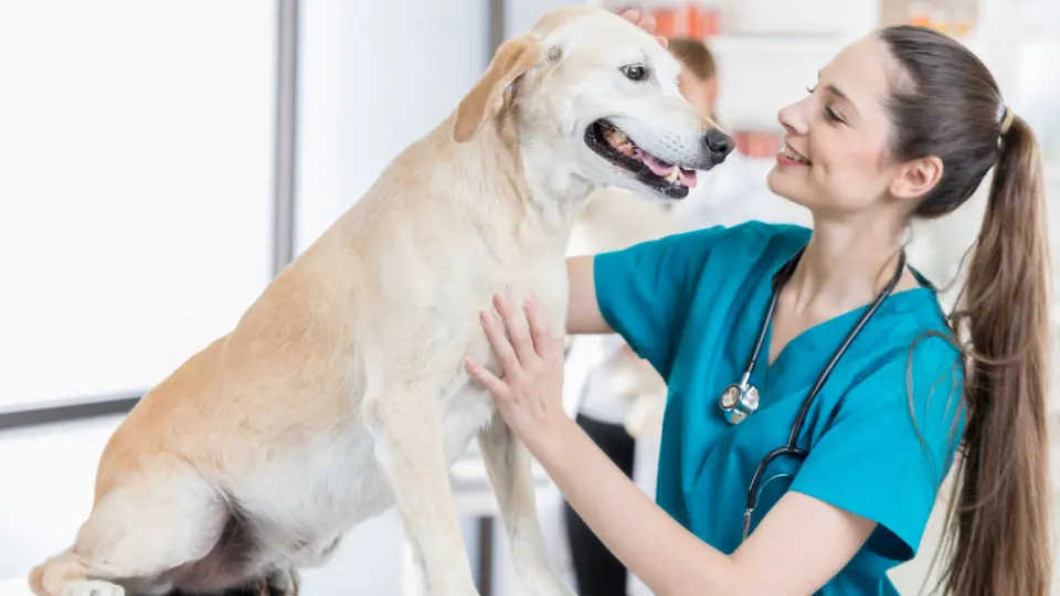 curso-online-oncologia-veterinaria-avanzado